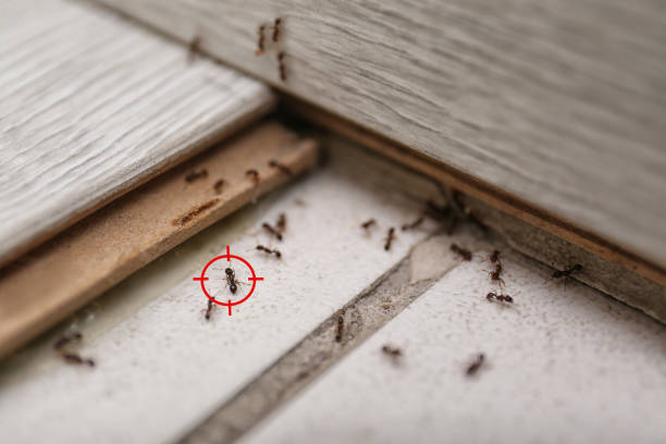 Trusted Hutchinson, MN Pest Control Experts