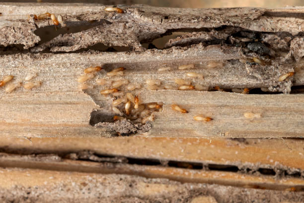 Best Exterminator Services  in Hutchinson, MN