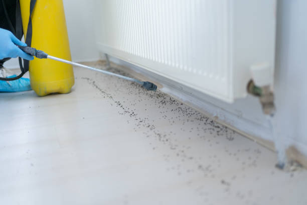 Best Mosquito Control Services  in Hutchinson, MN